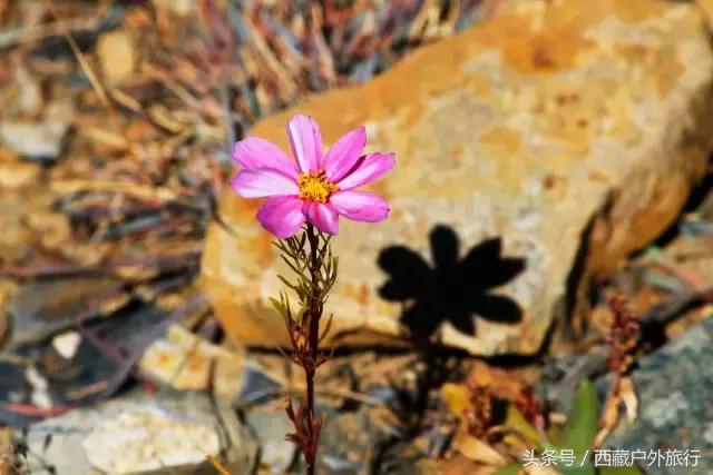 拉萨旅游攻略必去景点大全,拉萨旅游景点推荐及攻略