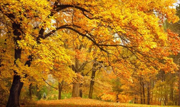 秋季养生泡什么喝,于秀凝讲秋季养生