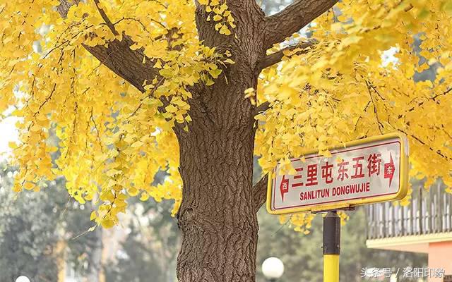 洛阳机场客流,2019年洛阳机场客流