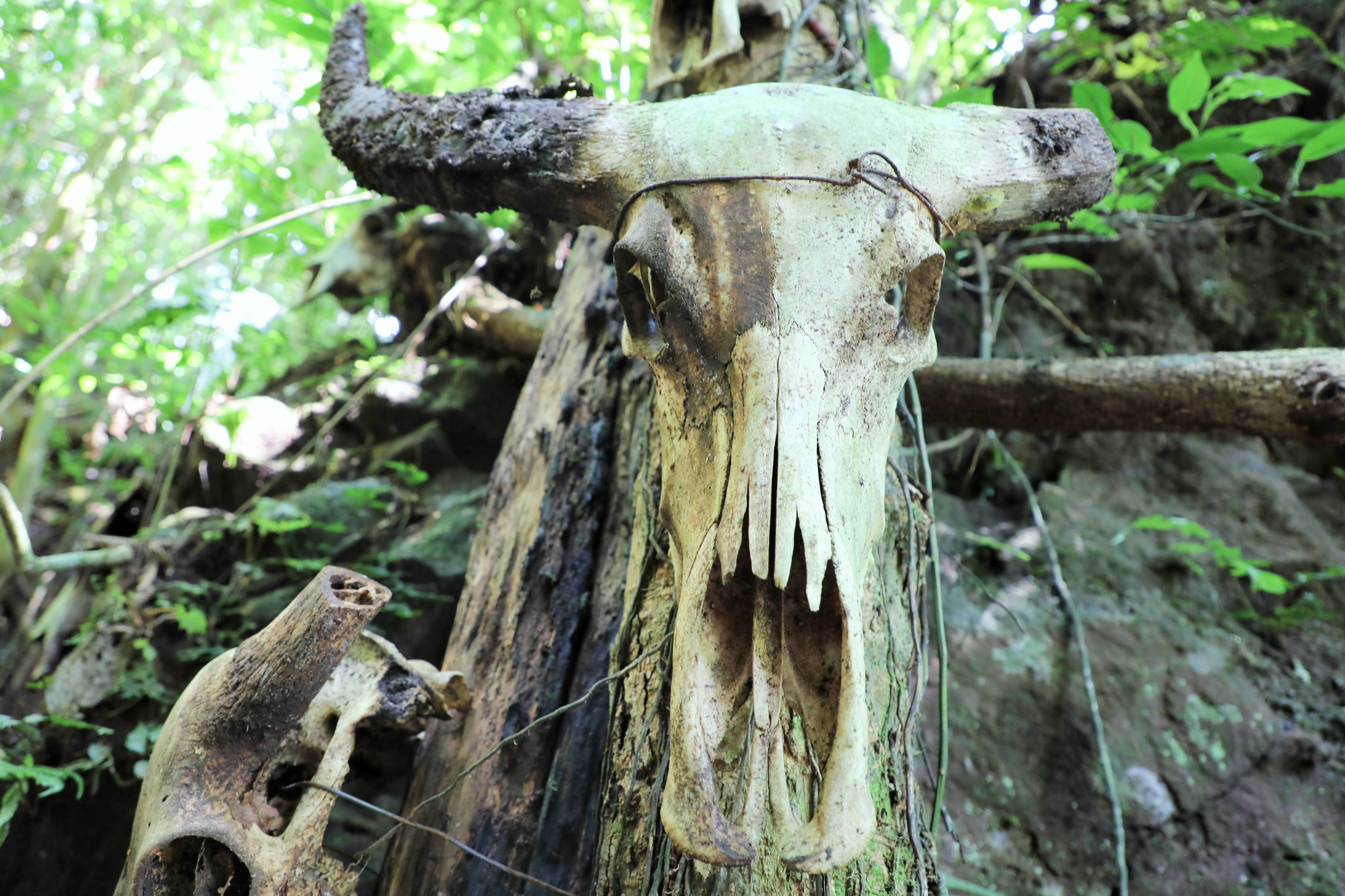 光唱歌就能给村里分红,曾祭人头的神秘佤族,走进你不知道的云南