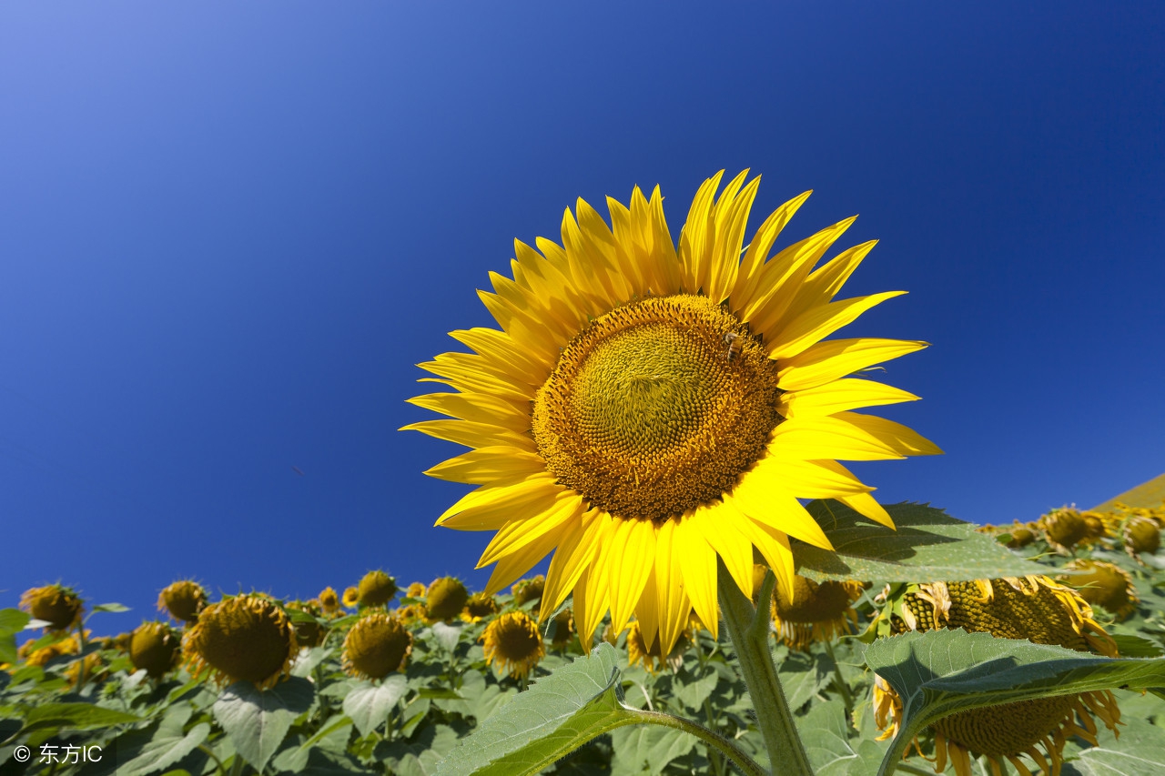 围炉夜话作者是谁,围炉夜话全文及译文