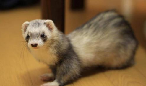 养貂赚钱,现在养貂赚钱么