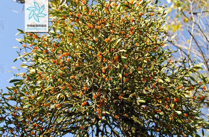 中药材桑寄生价格,中药材桑寄生批发价格多少钱