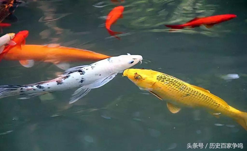 锦鲤转发的正确方法是什么,怎样转发锦鲤视频