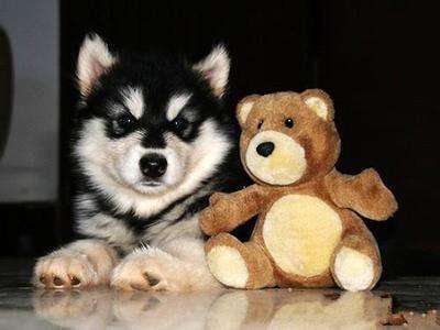 如何用粉剂驱虫药给狗狗驱虫,驱虫狗狗注意事项