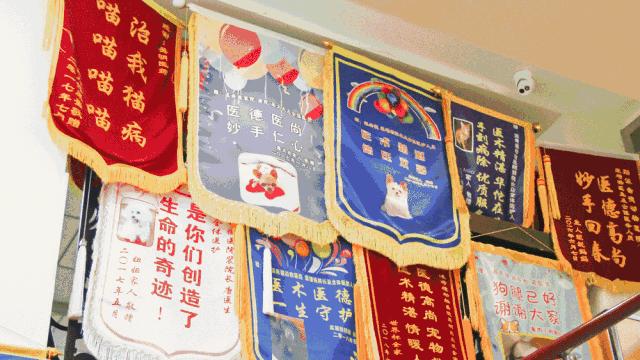 宠物皮肤病科普和治疗,宠物医生奇葩问题