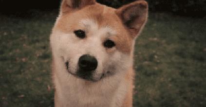 宠物皮肤病科普和治疗,宠物医生奇葩问题