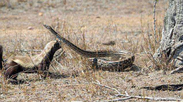 无所畏惧的蜜獾,无所畏惧的蜜獾自然传奇