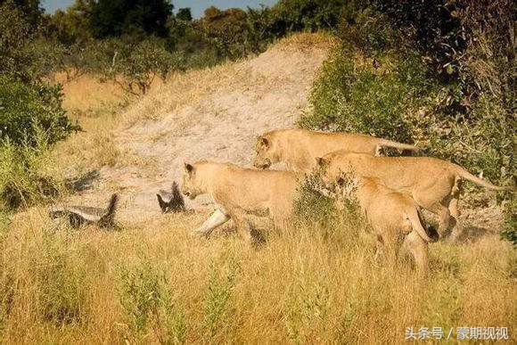 无所畏惧的蜜獾,无所畏惧的蜜獾自然传奇