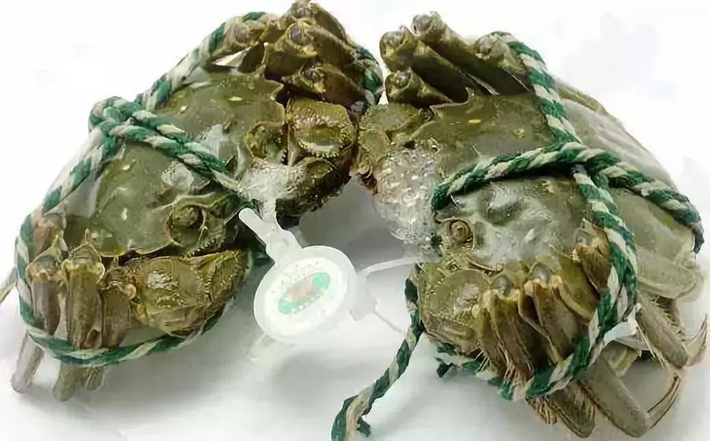 阳澄湖大闸蟹礼券潜规则,阳澄湖大闸蟹券规则