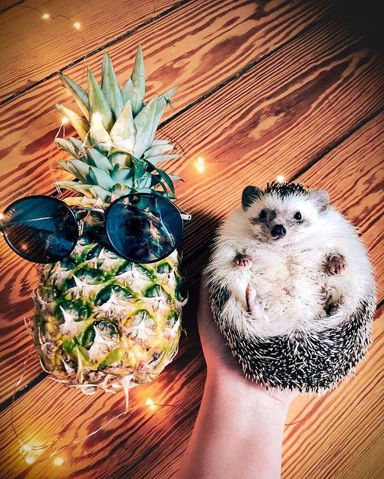 真正的小刺猬的图片,小刺猬图片