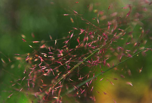 全网最火的粉黛乱子草,粉黛乱子草抖音