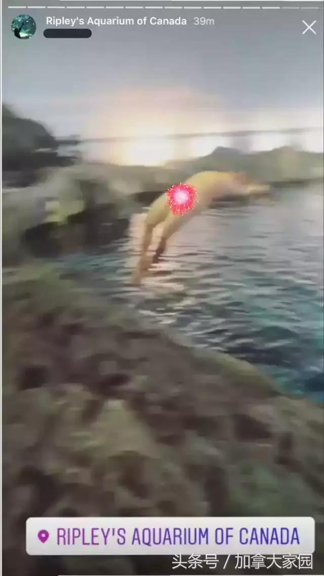 一男子跳进鲨鱼池,美国一男子跳进水族馆鱼缸