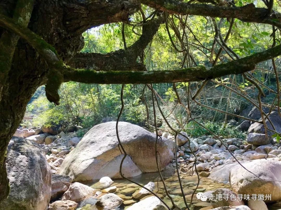 竹海扬波，溪山飞瀑｜心花开放在幽篁里