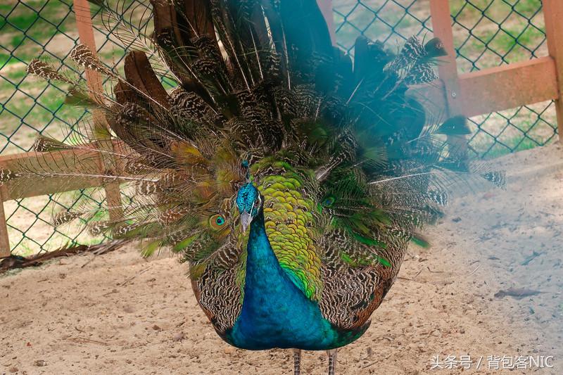 三亚亚龙湾瑞吉酒店亲子套房,三亚亚龙湾瑞吉酒店推荐