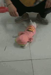 20秒转狗40圈！这家网红店，求求你放过狗吧！