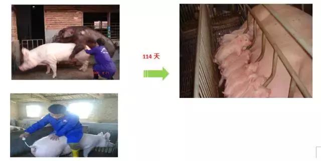 母猪怀孕后饲养方法,怀孕母猪各个阶段正确饲养方法