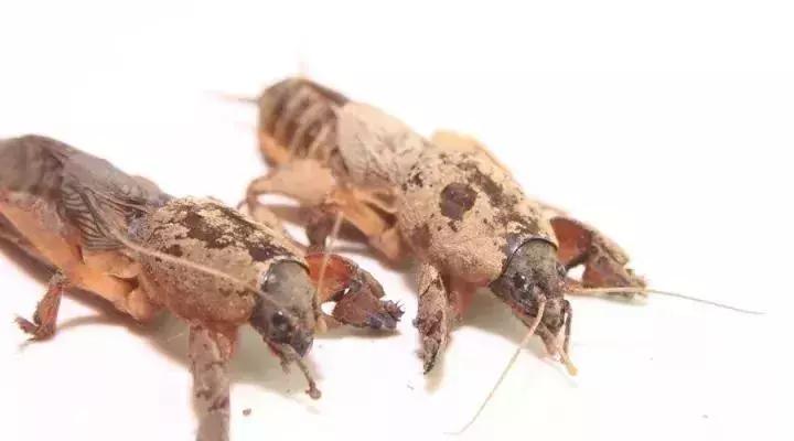 农村大集上的稀罕物120元一斤,农村3元一斤稀罕物