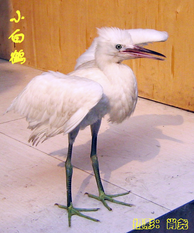 四川雅安上里古镇茶马古道,雅安上里古镇古道驿站