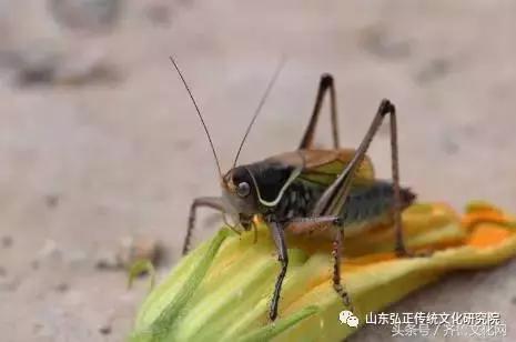 养蝈蝈好处与坏处,养蝈蝈要注意什么