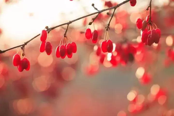 又见重阳原唱完整版,又见重阳歌曲完整版