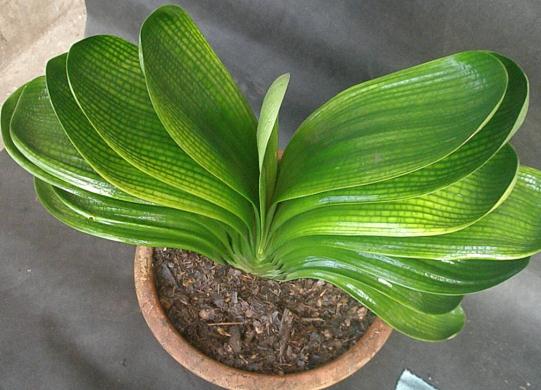 花卉要枯死了，别丢掉，用1粒小药片就能“复苏”，超实用