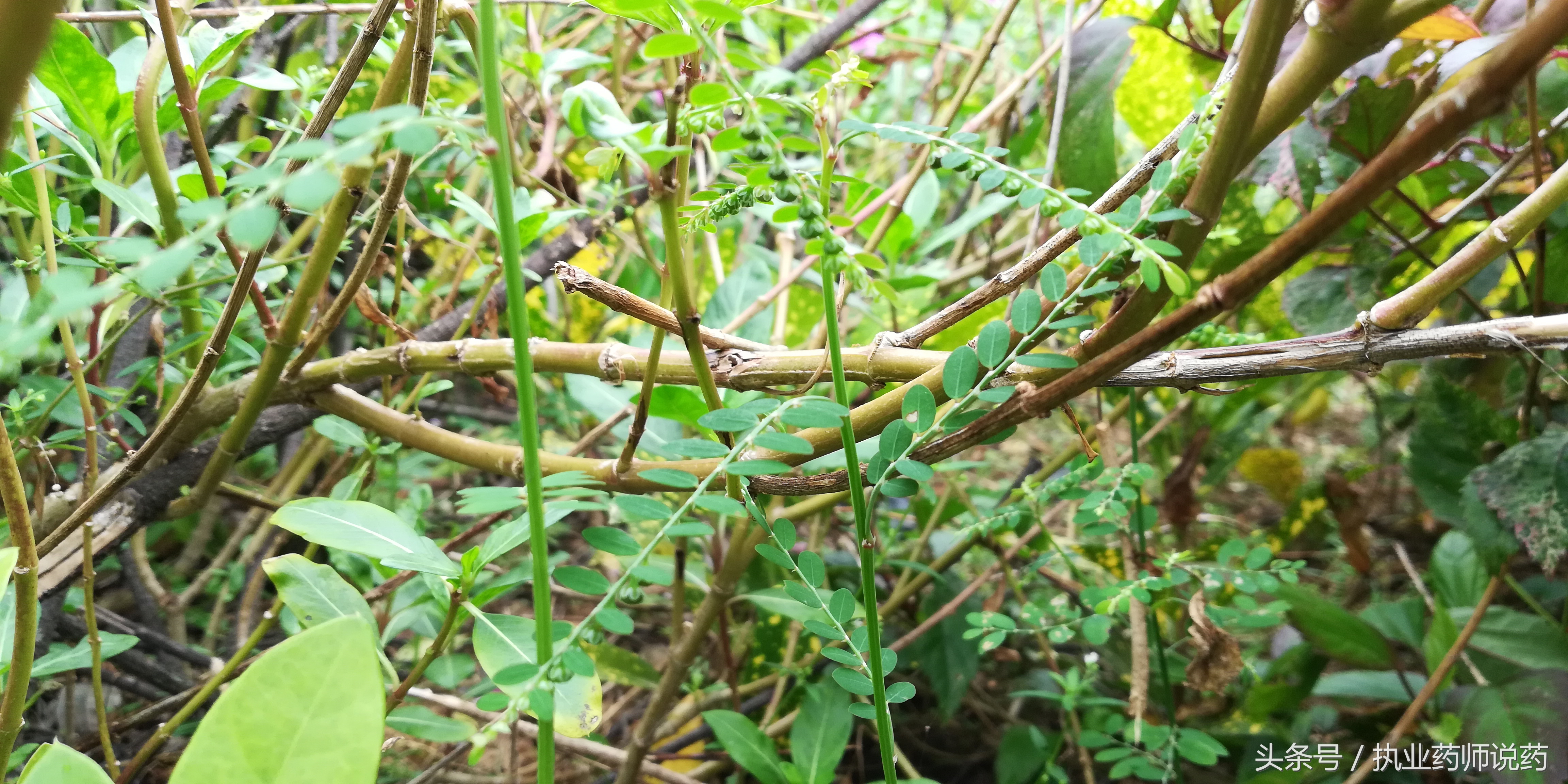 重阳节登高功效,重阳节上山挖草药视频