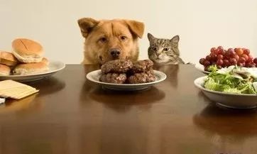 猫咪呕吐怎么办可以喂猫粮吗,猫咪怀孕呕吐吗