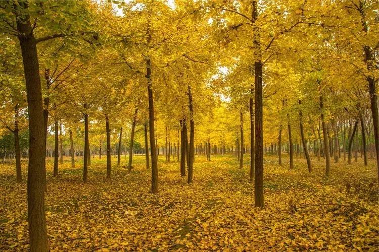 南京汤山温泉天气,汤山风景区秋天