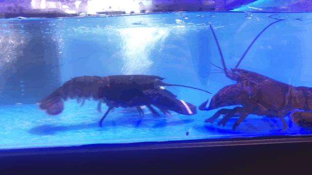 不输三亚第一市场！合肥这家店的波龙海胆帝王蟹……简直太zán了