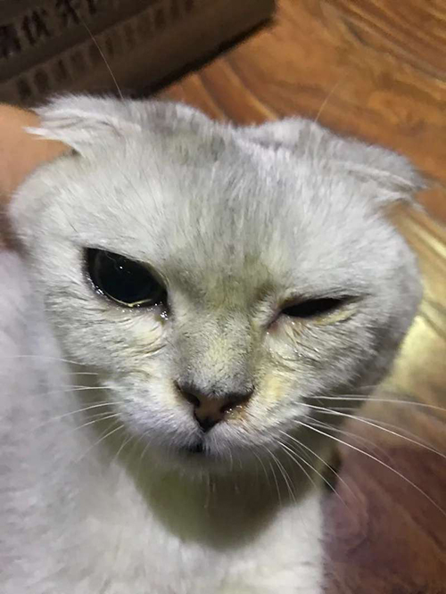 没钱想养猫怎么办,没钱就不能养猫吗