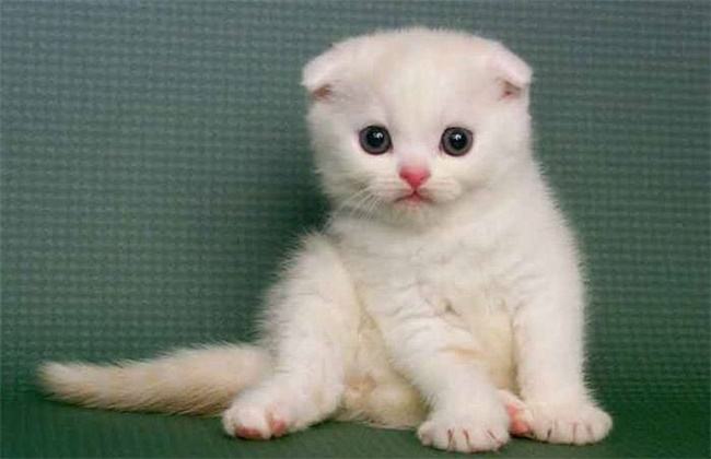 没钱想养猫怎么办,没钱就不能养猫吗