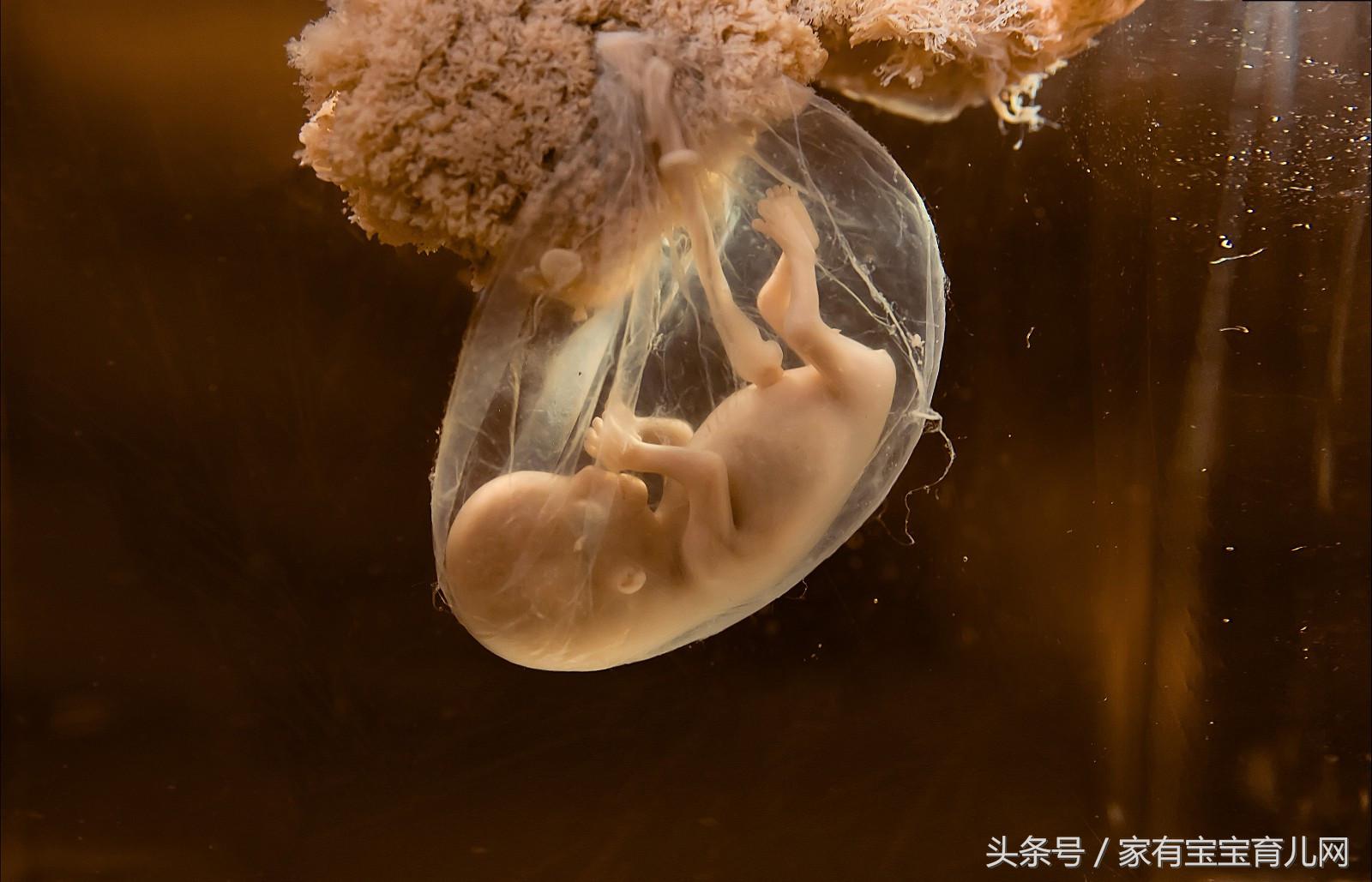 为什么胎儿突然没有胎心了,为什么胎儿突然没动了呢