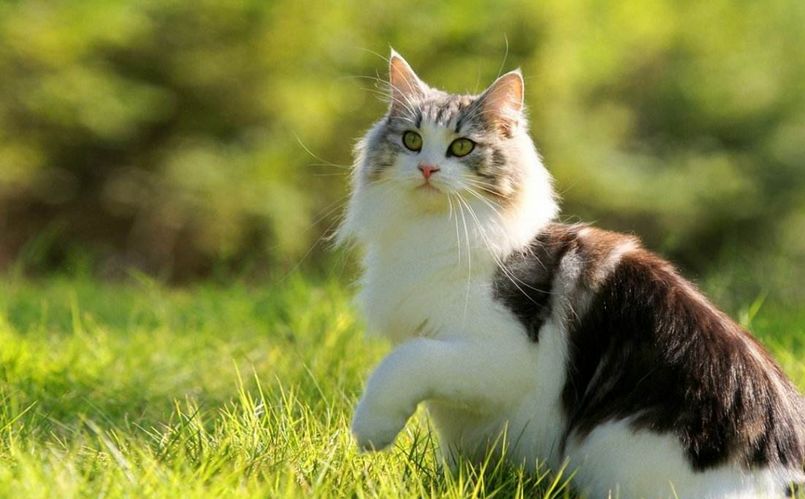 你家的喵星人这么皮吗,你家的猫咪能看见的特点