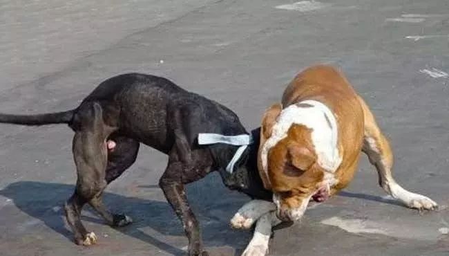 当狗子和你对着干怎么办,狗子和别的狗玩该阻止吗