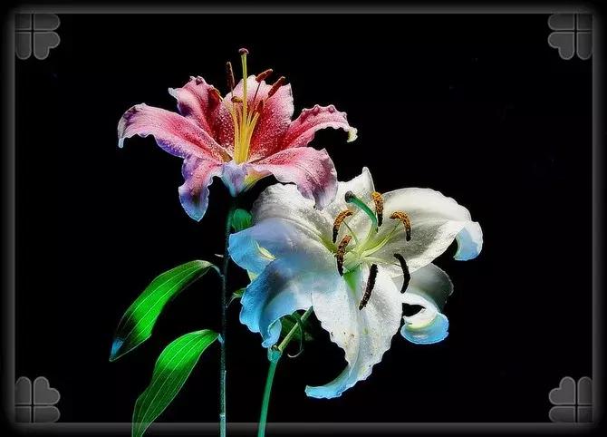 鍙ら缇庢枃鏁ｆ枃,缇庢枃鎽樻妱鍙ら鏁ｆ枃