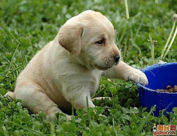 各种狗狗搞笑视频集锦,狗狗集锦