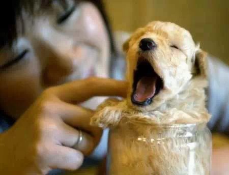 各种狗狗搞笑视频集锦,狗狗集锦