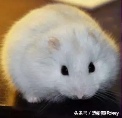 三线仓鼠和银狐仓鼠一起养可以吗,紫仓仓鼠和三线仓鼠哪个仓鼠更好