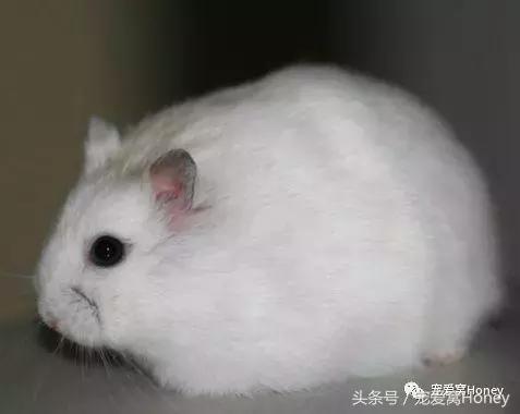 三线仓鼠和银狐仓鼠一起养可以吗,紫仓仓鼠和三线仓鼠哪个仓鼠更好