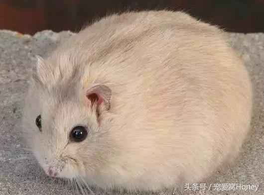 仓鼠中记忆强大的仓鼠品种,布丁仓鼠和三线仓鼠为什么会打架