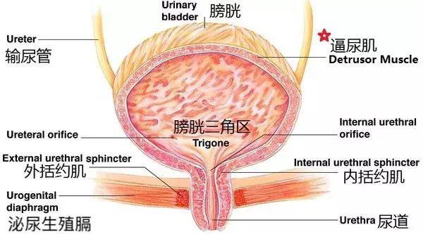 尿尿时为什么会抖一下,尿尿的时候为什么会抖一下