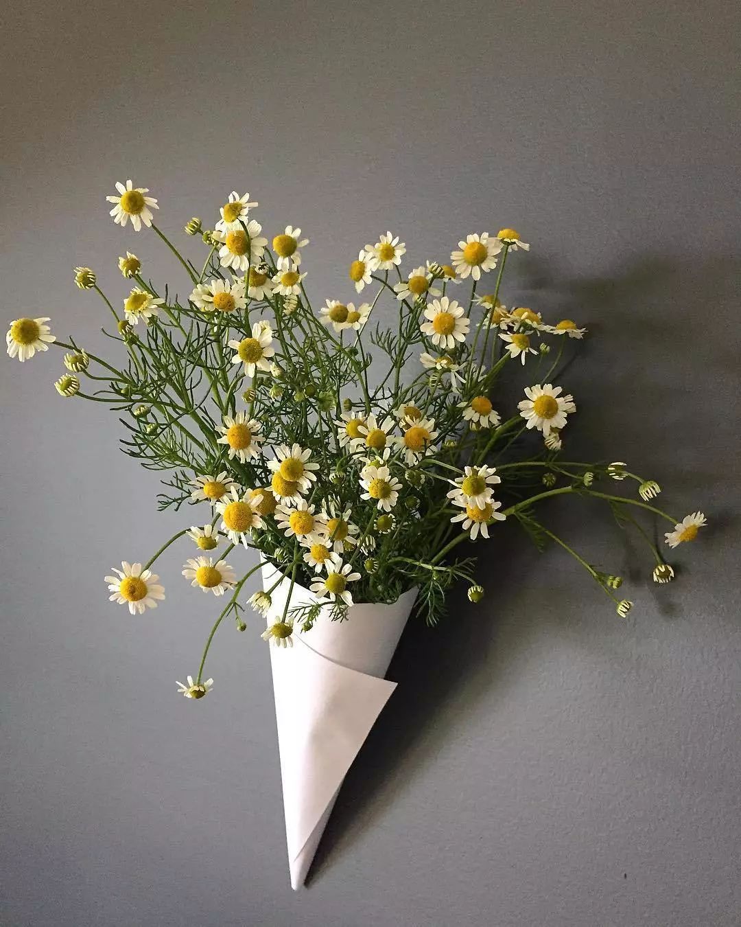 适合敏感肌的湿敷水洋甘菊,洋甘菊纯露修复敏感肌反馈