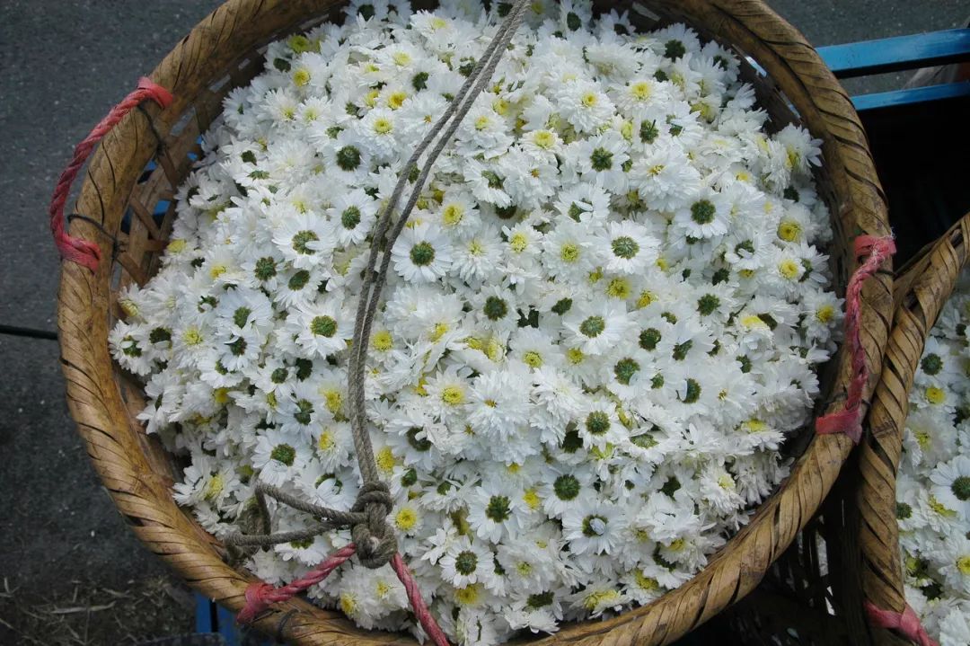 菊花什么人不建议吃呢,菊花可以吃下去吗