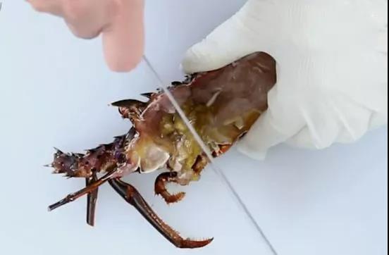 如何处理龙虾才是正确方法,龙虾活虾怎么处理最快又干净