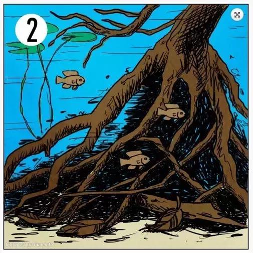 什么是原生态鱼,河北水族箱原生态