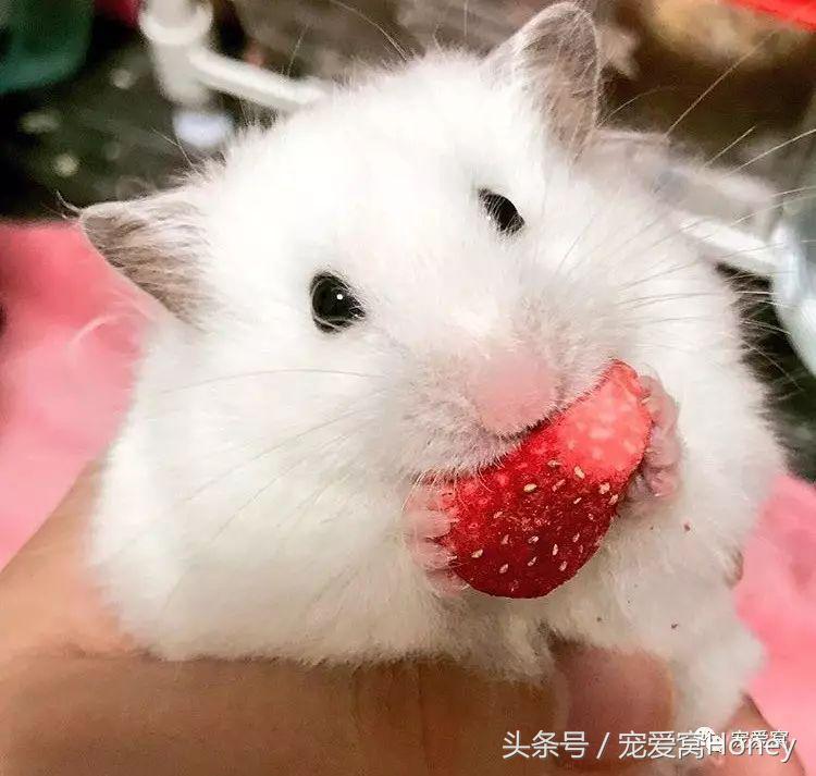 饲养仓鼠的十大禁忌有哪些,仓鼠饲养十大禁忌是什么