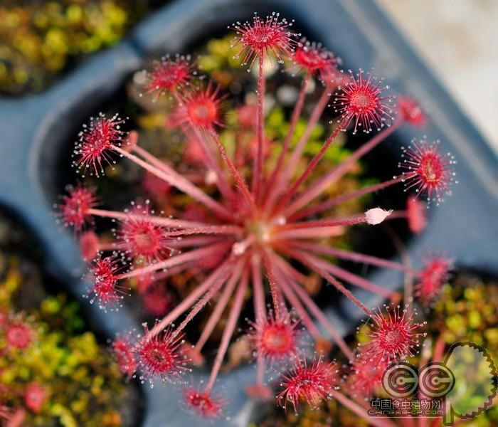 茅膏菜哪个品种捕虫效率最高,茅膏菜是食虫植物吗