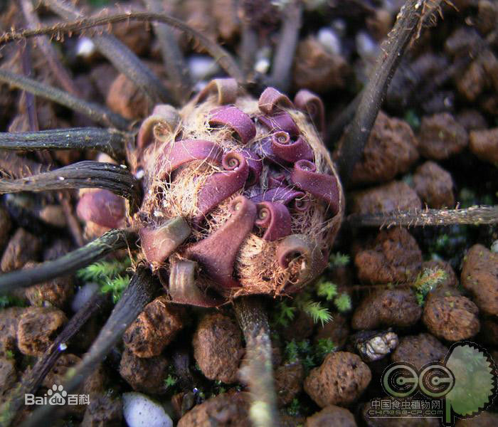 茅膏菜哪个品种捕虫效率最高,茅膏菜是食虫植物吗
