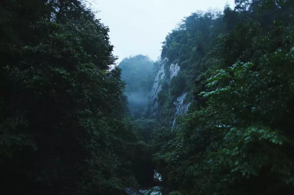 武夷岩茶黄玫瑰是好茶吗,武夷岩茶玫瑰花